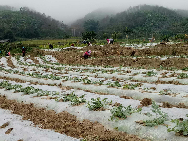 公司在云南省品种检测田间长势